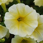 Wave Yellow Wave Petunia Jumbo 6 pack 17.99 sale price